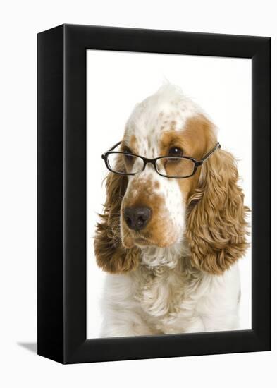 English Cocker Spaniel Wearing Glasses-null-Framed Premier Image Canvas