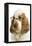 English Cocker Spaniel Wearing Glasses-null-Framed Premier Image Canvas