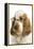 English Cocker Spaniel Wearing Glasses-null-Framed Premier Image Canvas