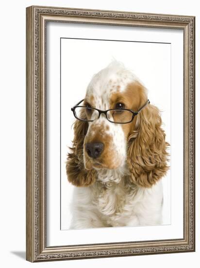 English Cocker Spaniel Wearing Glasses-null-Framed Photographic Print