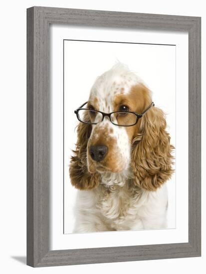 English Cocker Spaniel Wearing Glasses-null-Framed Photographic Print