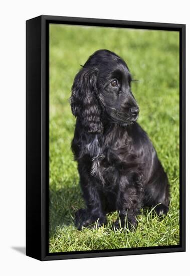 English Cocker Spaniel-null-Framed Premier Image Canvas