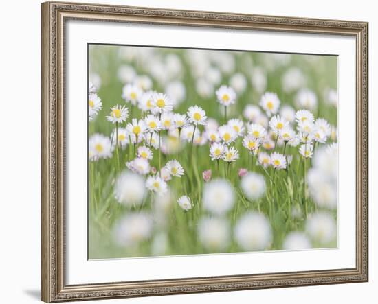 English Daisies-Don Paulson-Framed Giclee Print