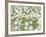 English Daisies-Don Paulson-Framed Giclee Print