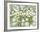 English Daisies-Don Paulson-Framed Giclee Print