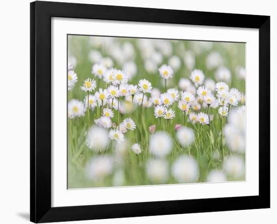 English Daisies-Don Paulson-Framed Giclee Print