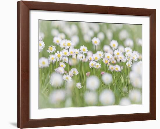 English Daisies-Don Paulson-Framed Giclee Print