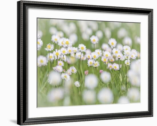 English Daisies-Don Paulson-Framed Giclee Print