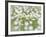 English Daisies-Don Paulson-Framed Giclee Print