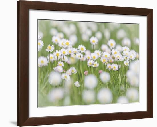 English Daisies-Don Paulson-Framed Giclee Print