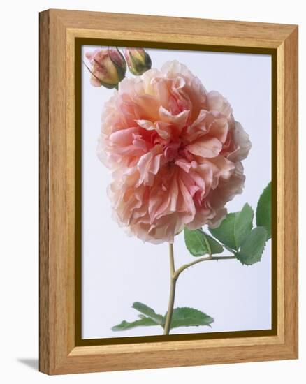 English Elegance Rose-Clay Perry-Framed Premier Image Canvas
