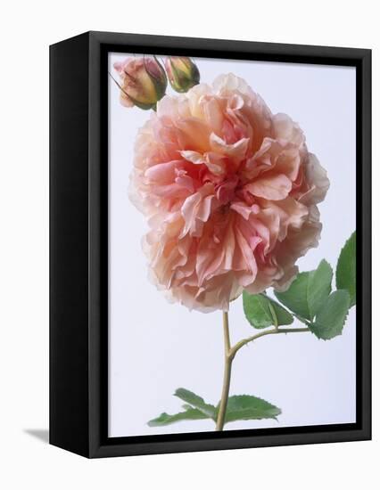 English Elegance Rose-Clay Perry-Framed Premier Image Canvas