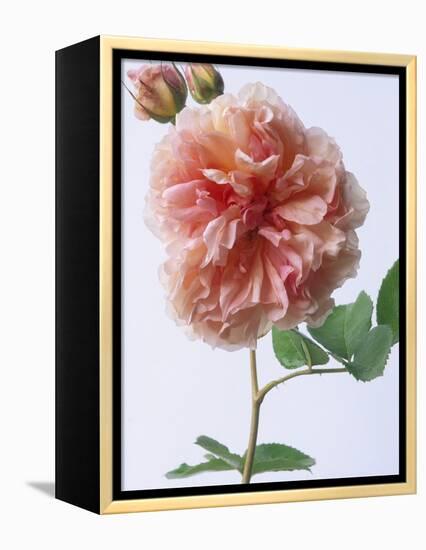 English Elegance Rose-Clay Perry-Framed Premier Image Canvas