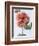 English Elegance Rose-Clay Perry-Framed Photographic Print