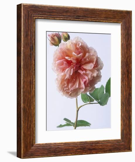 English Elegance Rose-Clay Perry-Framed Photographic Print