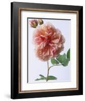 English Elegance Rose-Clay Perry-Framed Photographic Print