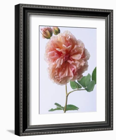 English Elegance Rose-Clay Perry-Framed Photographic Print