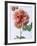 English Elegance Rose-Clay Perry-Framed Photographic Print