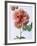 English Elegance Rose-Clay Perry-Framed Photographic Print