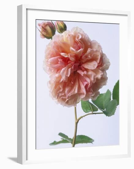 English Elegance Rose-Clay Perry-Framed Photographic Print