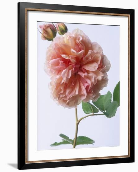 English Elegance Rose-Clay Perry-Framed Photographic Print