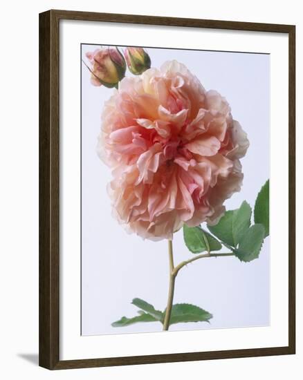 English Elegance Rose-Clay Perry-Framed Photographic Print