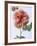 English Elegance Rose-Clay Perry-Framed Photographic Print