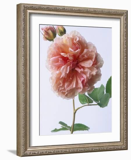 English Elegance Rose-Clay Perry-Framed Photographic Print