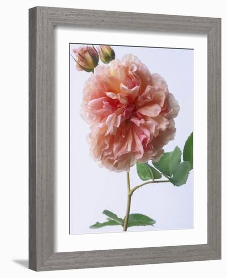 English Elegance Rose-Clay Perry-Framed Photographic Print