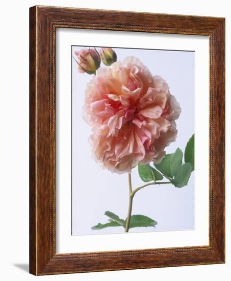 English Elegance Rose-Clay Perry-Framed Photographic Print