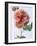 English Elegance Rose-Clay Perry-Framed Photographic Print