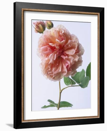 English Elegance Rose-Clay Perry-Framed Photographic Print