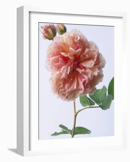 English Elegance Rose-Clay Perry-Framed Photographic Print