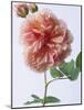 English Elegance Rose-Clay Perry-Mounted Photographic Print