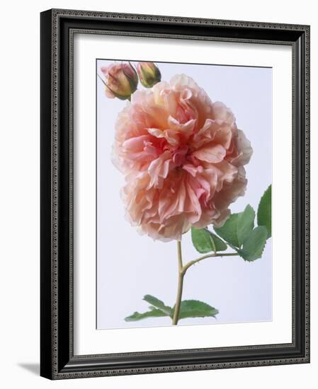 English Elegance Rose-Clay Perry-Framed Photographic Print