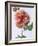 English Elegance Rose-Clay Perry-Framed Photographic Print