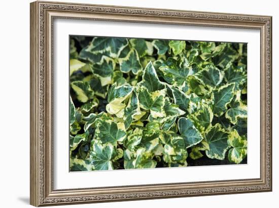 English Ivy (Hedera Helix 'Golden Child')-Archie Young-Framed Photographic Print