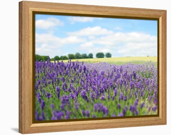 English Lavender Field 1-Toula Mavridou-Messer-Framed Premier Image Canvas