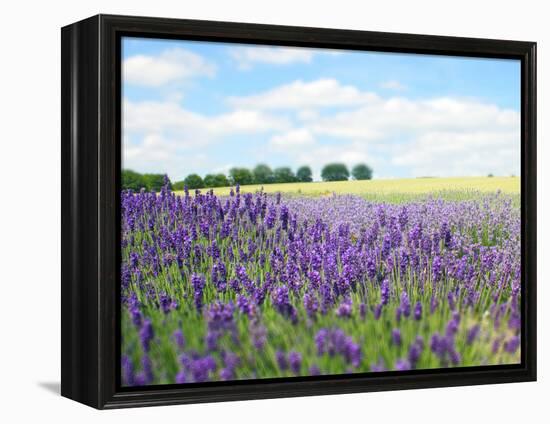 English Lavender Field 1-Toula Mavridou-Messer-Framed Premier Image Canvas