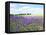 English Lavender Field 1-Toula Mavridou-Messer-Framed Premier Image Canvas
