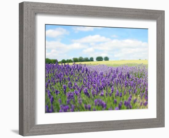 English Lavender Field 1-Toula Mavridou-Messer-Framed Photographic Print