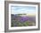 English Lavender Field 1-Toula Mavridou-Messer-Framed Photographic Print