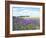 English Lavender Field 1-Toula Mavridou-Messer-Framed Photographic Print