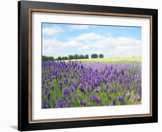 English Lavender Field 1-Toula Mavridou-Messer-Framed Photographic Print