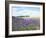 English Lavender Field 1-Toula Mavridou-Messer-Framed Photographic Print