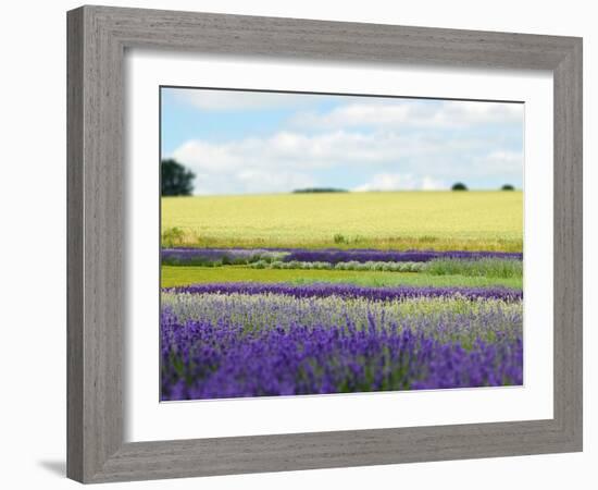 English Lavender Field 2-Toula Mavridou-Messer-Framed Photographic Print