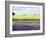 English Lavender Field 2-Toula Mavridou-Messer-Framed Photographic Print