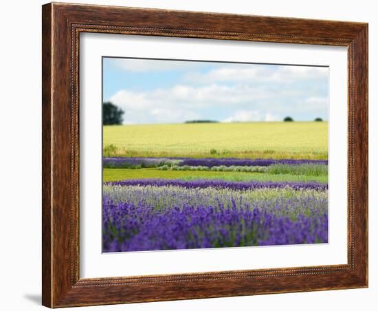 English Lavender Field 2-Toula Mavridou-Messer-Framed Photographic Print