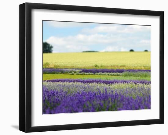 English Lavender Field 2-Toula Mavridou-Messer-Framed Photographic Print