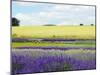English Lavender Field 2-Toula Mavridou-Messer-Mounted Photographic Print